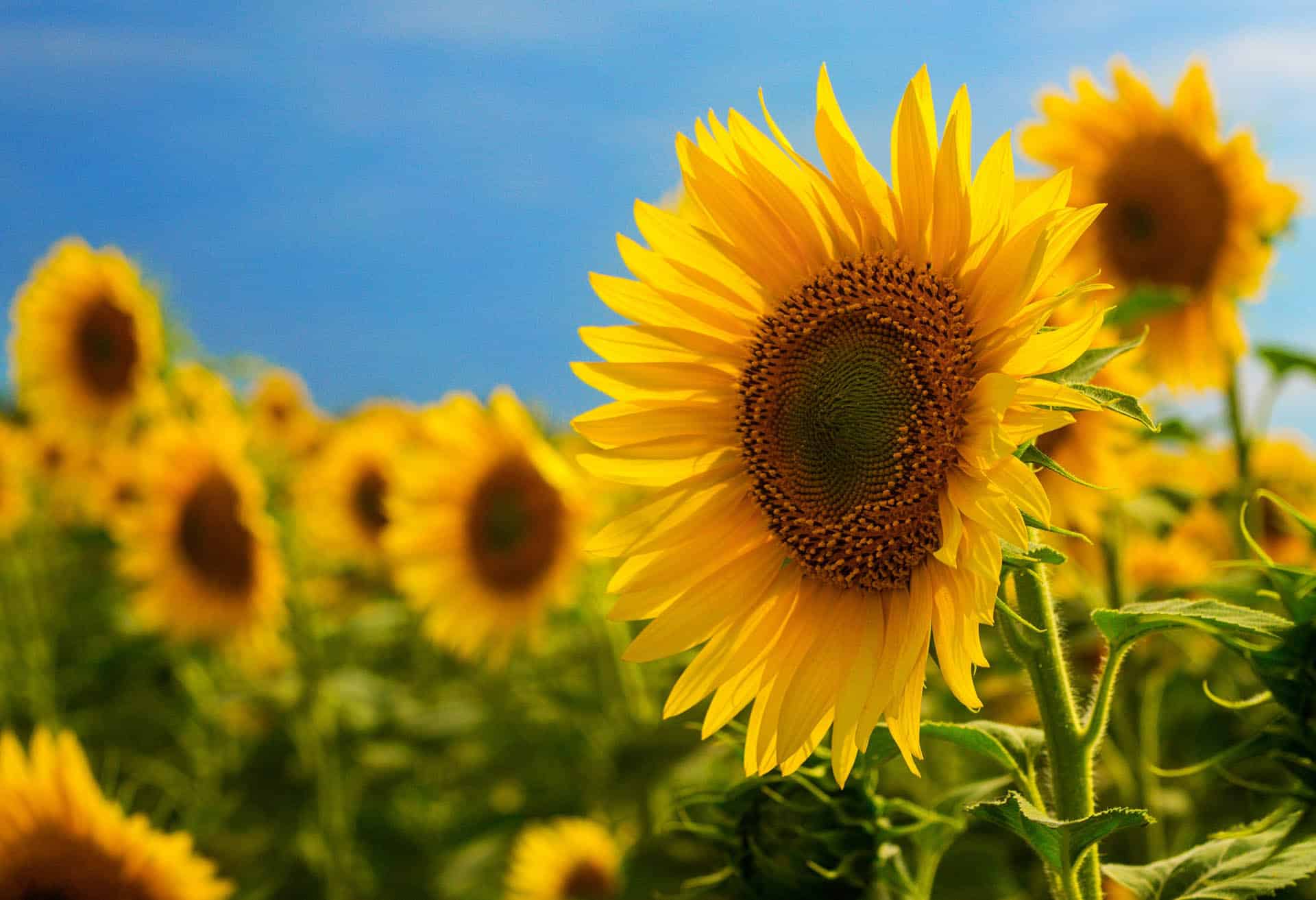 Bed of sunflowers on sunny day
