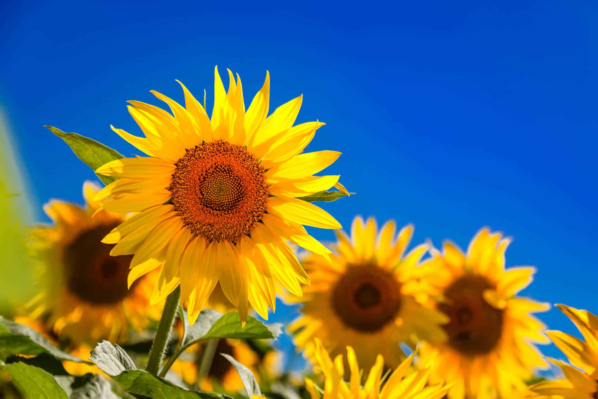 Close up of sunflowers