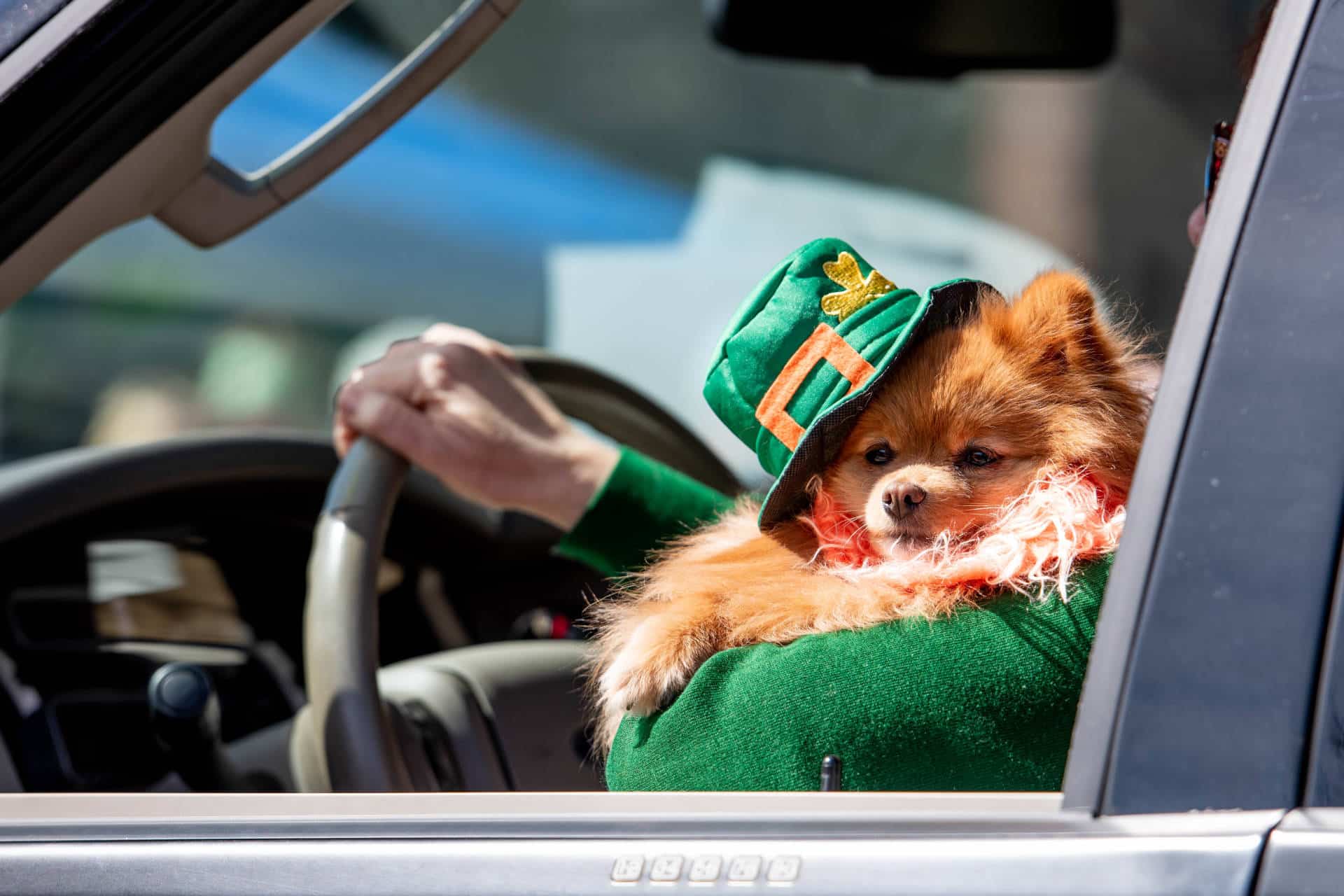Dog dressed in festive St.Patricks Day attire, looking out an open car window